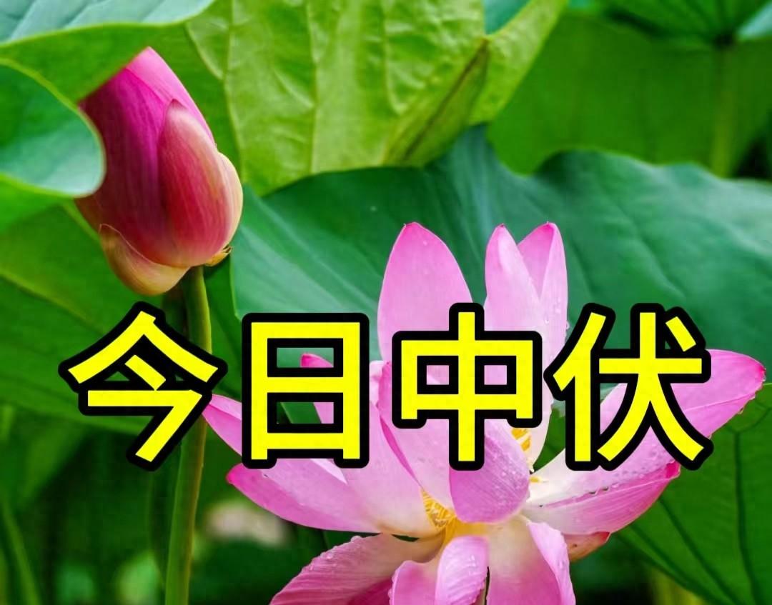 今天中伏，老人说：“最怕中伏一日雨”，中伏雨天好还是晴天好？  第1张