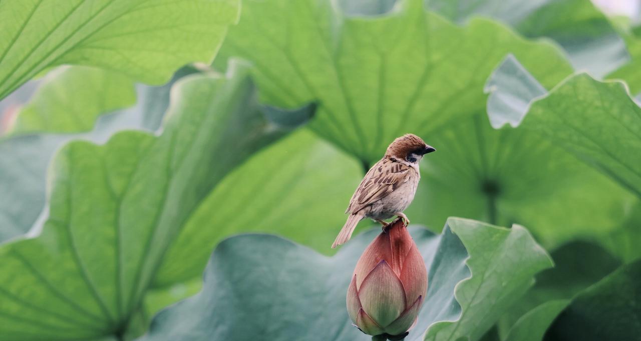今天中伏，老人说：“最怕中伏一日雨”，中伏雨天好还是晴天好？  第2张