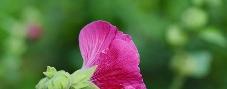 如果能回到过去最想挽回的话是什么？如何表达后悔的情感？  第1张