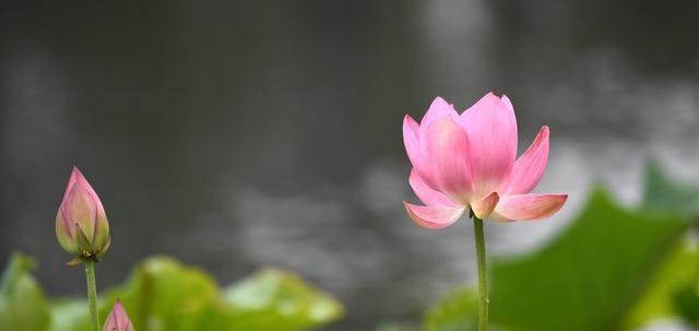 不客气还是客气，哪个更好（探讨不同场合下的应对方式和人际关系）  第3张