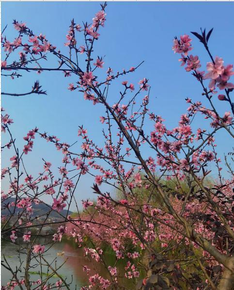 春暖花开如何帮你成功脱单？脱单技巧有哪些？  第2张