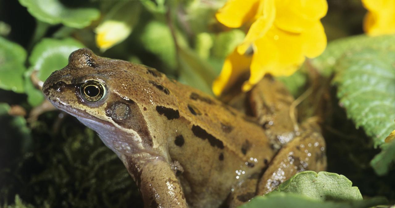 明日正月十四，别忘“守财神”，牢记：1送，2放，3不灭，4要吃  第3张